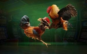 Quy định thi đấu trong hình thức đá gà truyền thống
