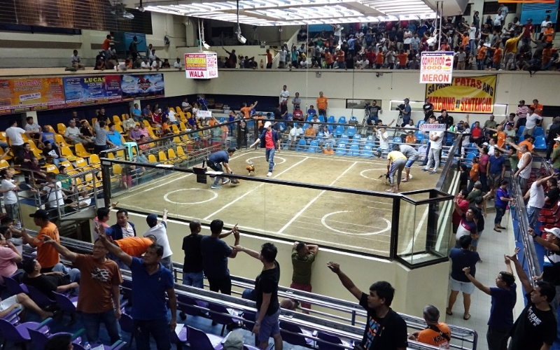 Phân tích cơ cấu giải thưởng tại các giải vô địch đá gà lớn nhất khu vực.