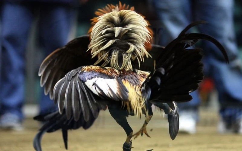 Giải thích thuật ngữ Wala theo cách dễ hiểu