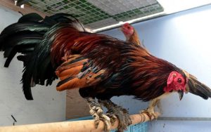 Tìm hiểu về các dòng gà chiến quý hiếm tại Việt Nam