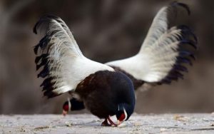 Tìm hiểu về các dòng gà quý hiếm tại khu vực Đông Nam Á