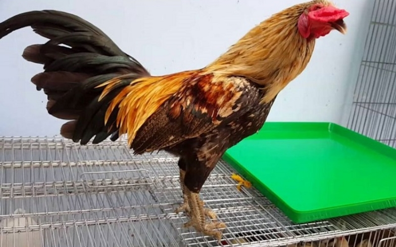 Top các dòng gà chiến quý hiếm vang danh thiên hạ